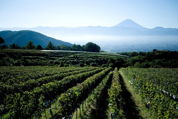 Is the sun rising on Japanese Wines?